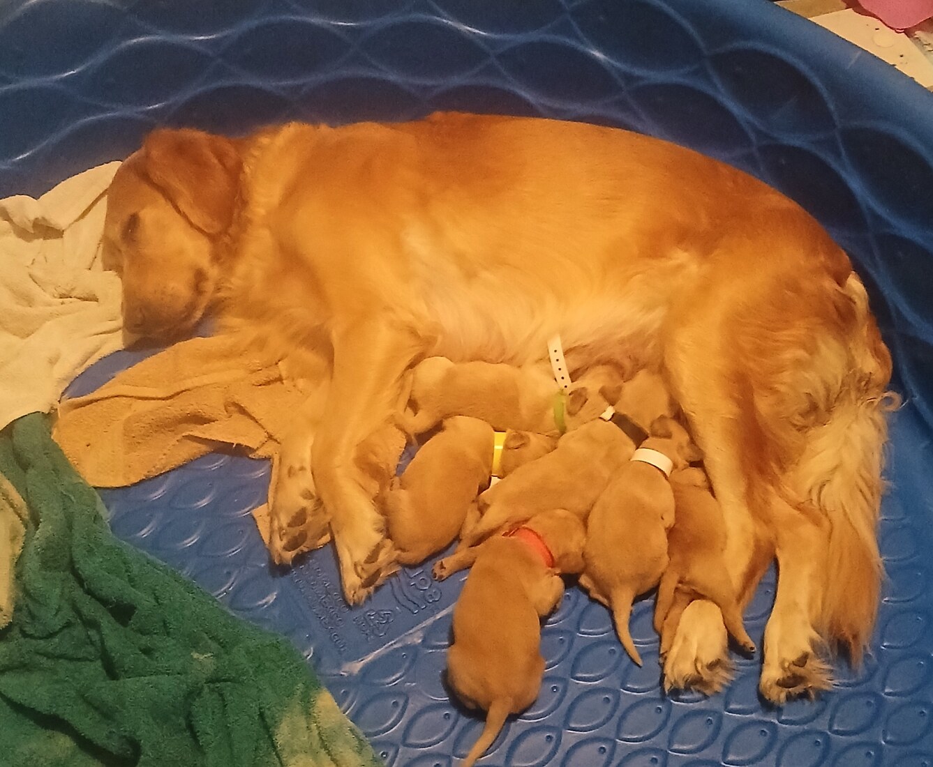 Bacia's Lady Nirvana Knights (Nirvana)