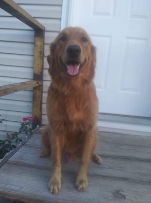 Sir Harley D Q Bacia (Harley)