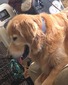 Lord Baxter The Thing Bacia (Baxter)
